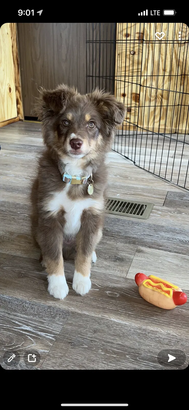 Lost dog in Goodwell, OK, 73939