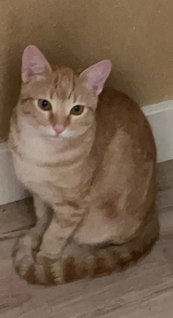 Lost cat in Scottsdale, AZ, 85250