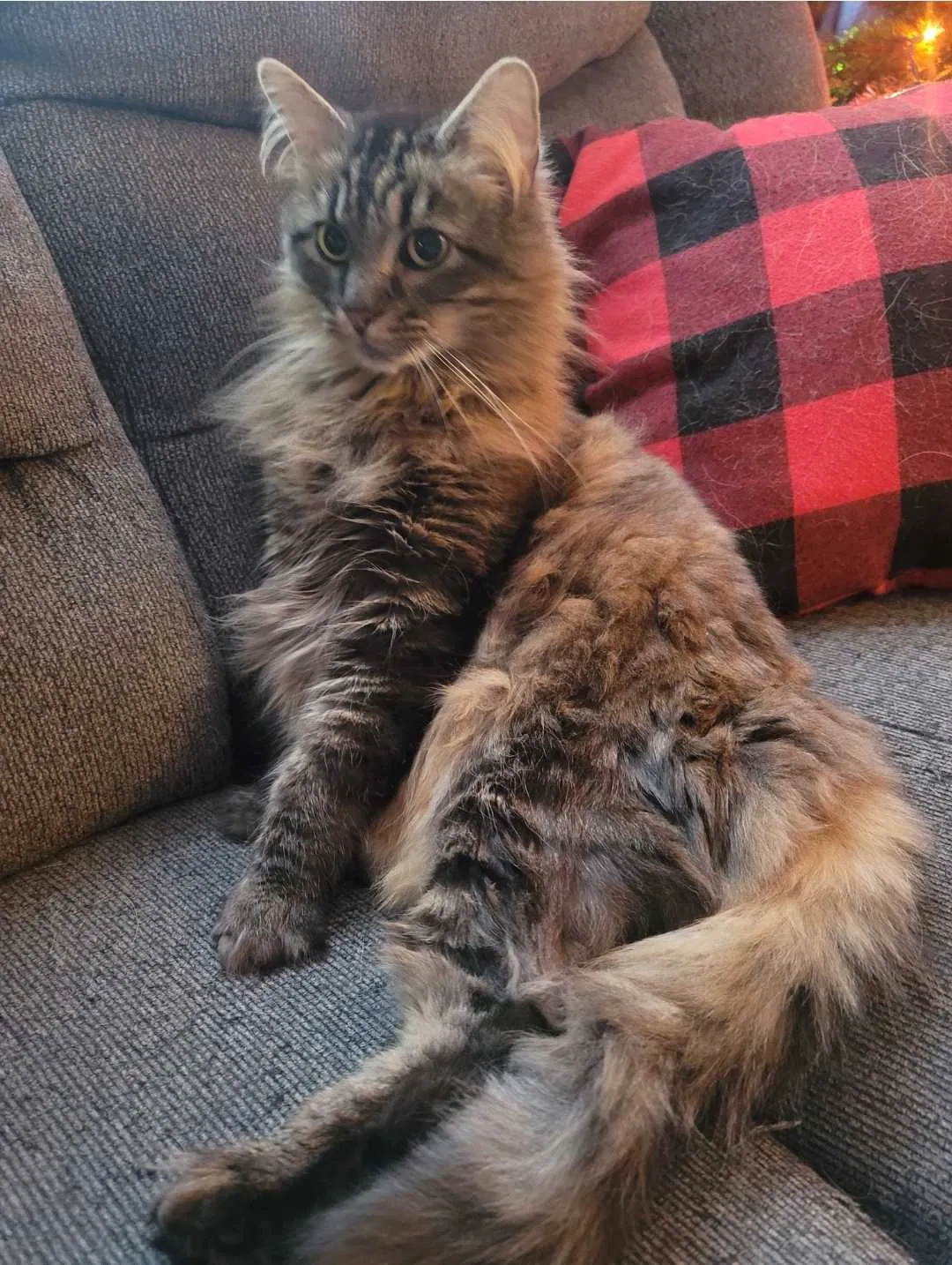 Lost cat in Wilmington, IL, 60481