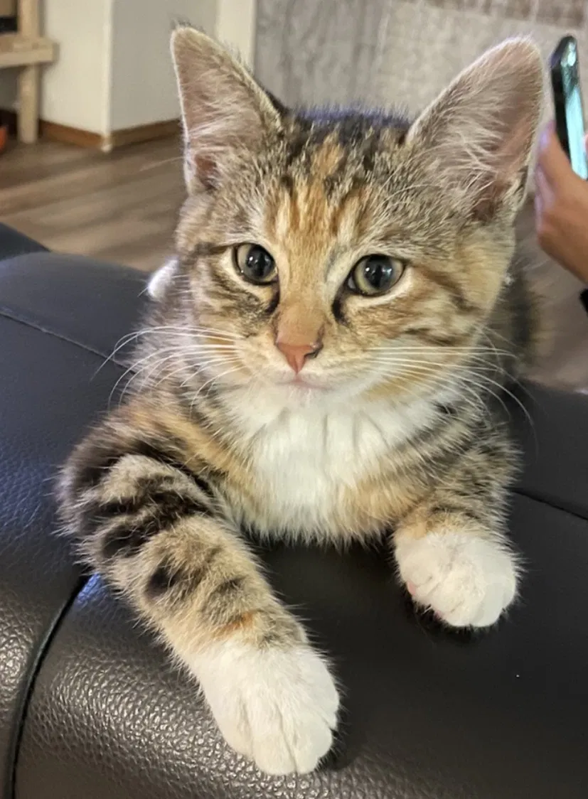 Lost cat in Spanaway, WA, 98387