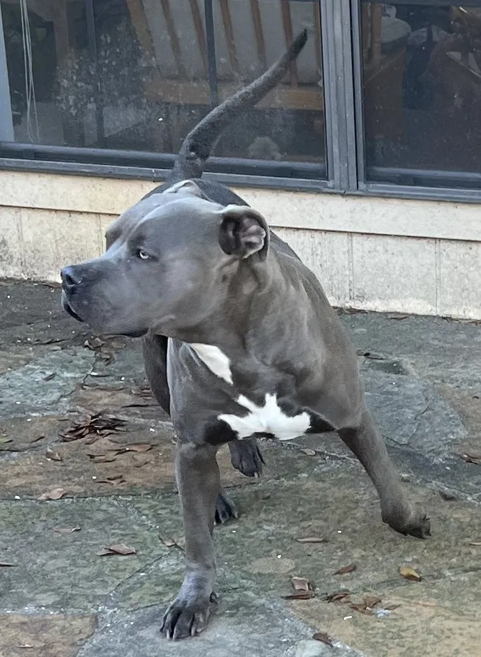 Found dog in Flint, TX, 75762