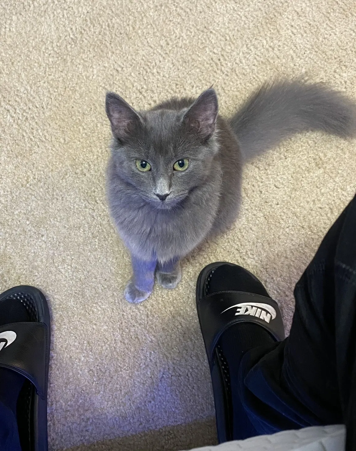 Lost cat in Longwood, FL, 32779