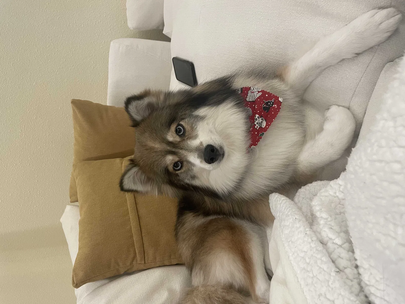 Lost dog in Sacramento, CA, 95838