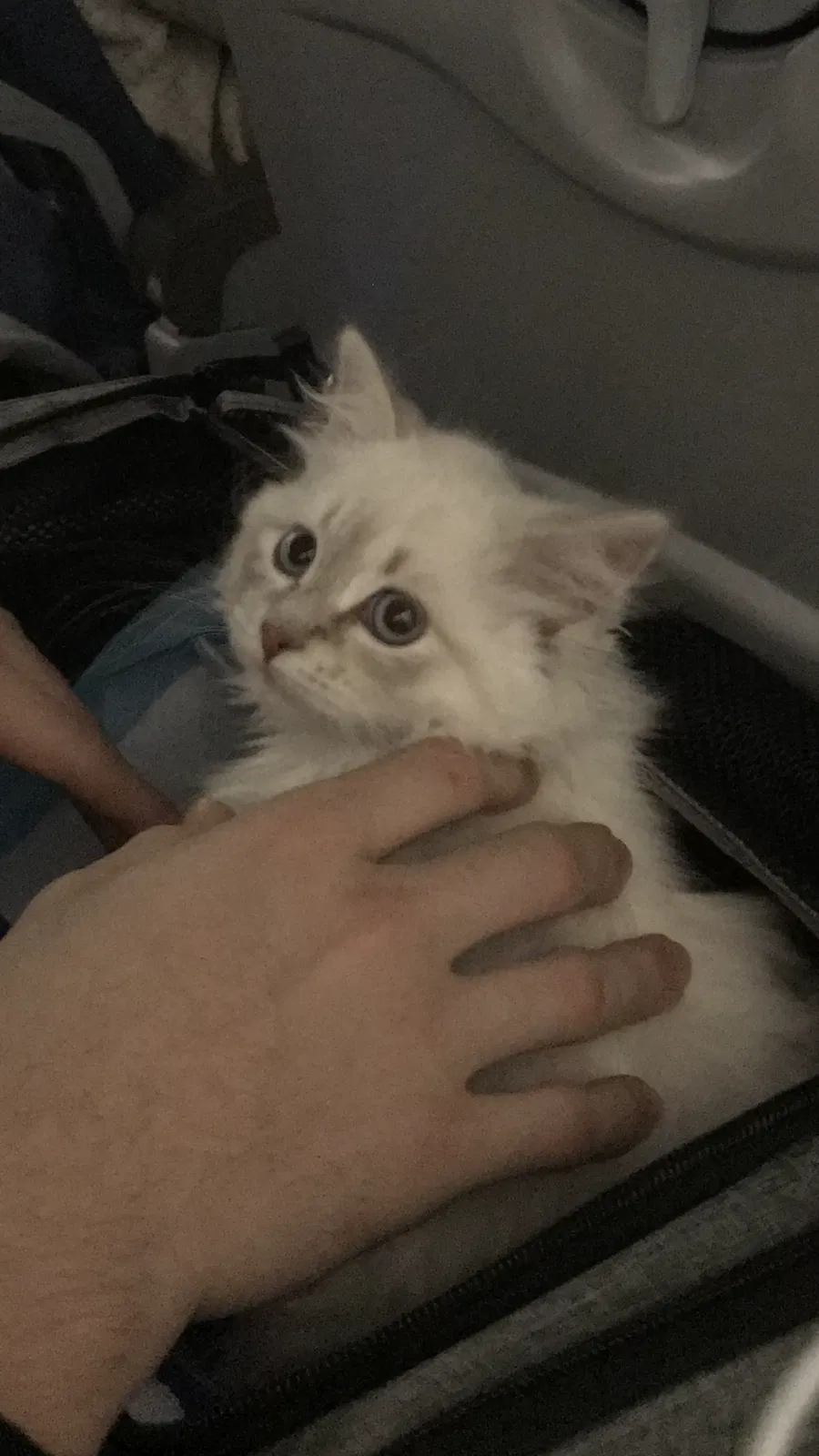 Lost cat in Murrieta, CA, 92562