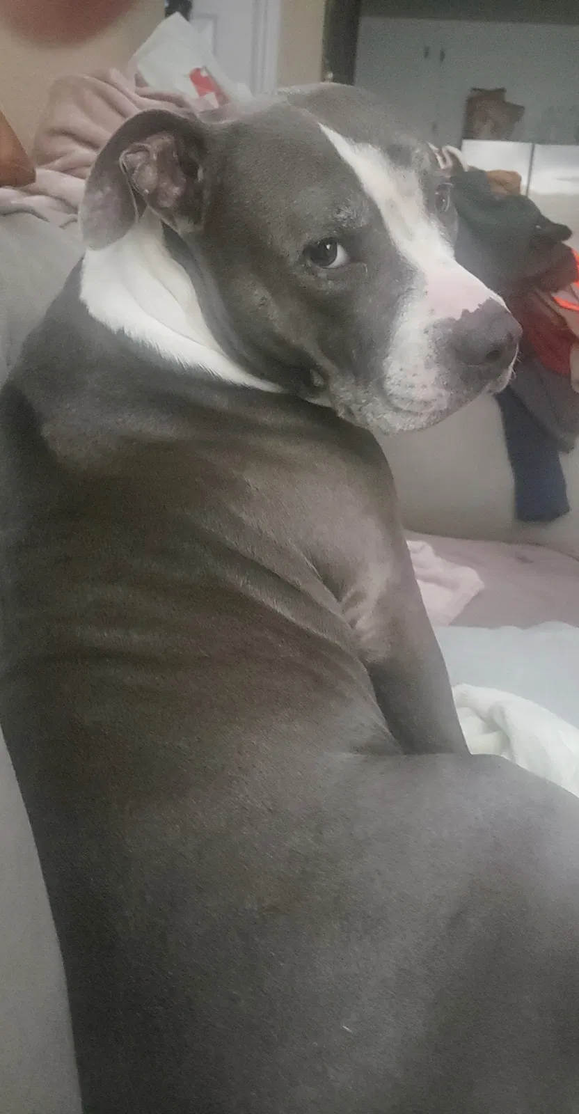 Lost dog in Modesto, CA, 95356