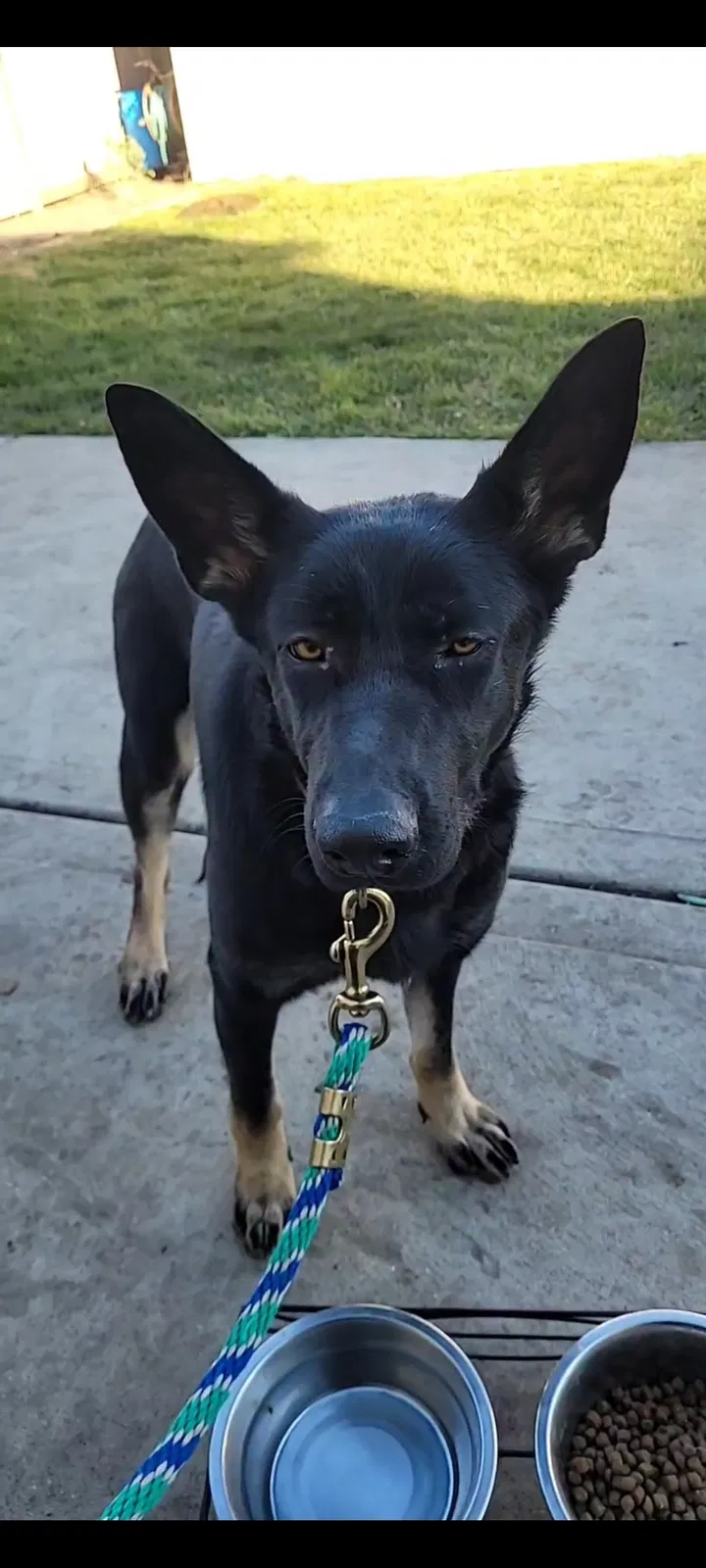 Lost dog in Berwyn, IL, 60402