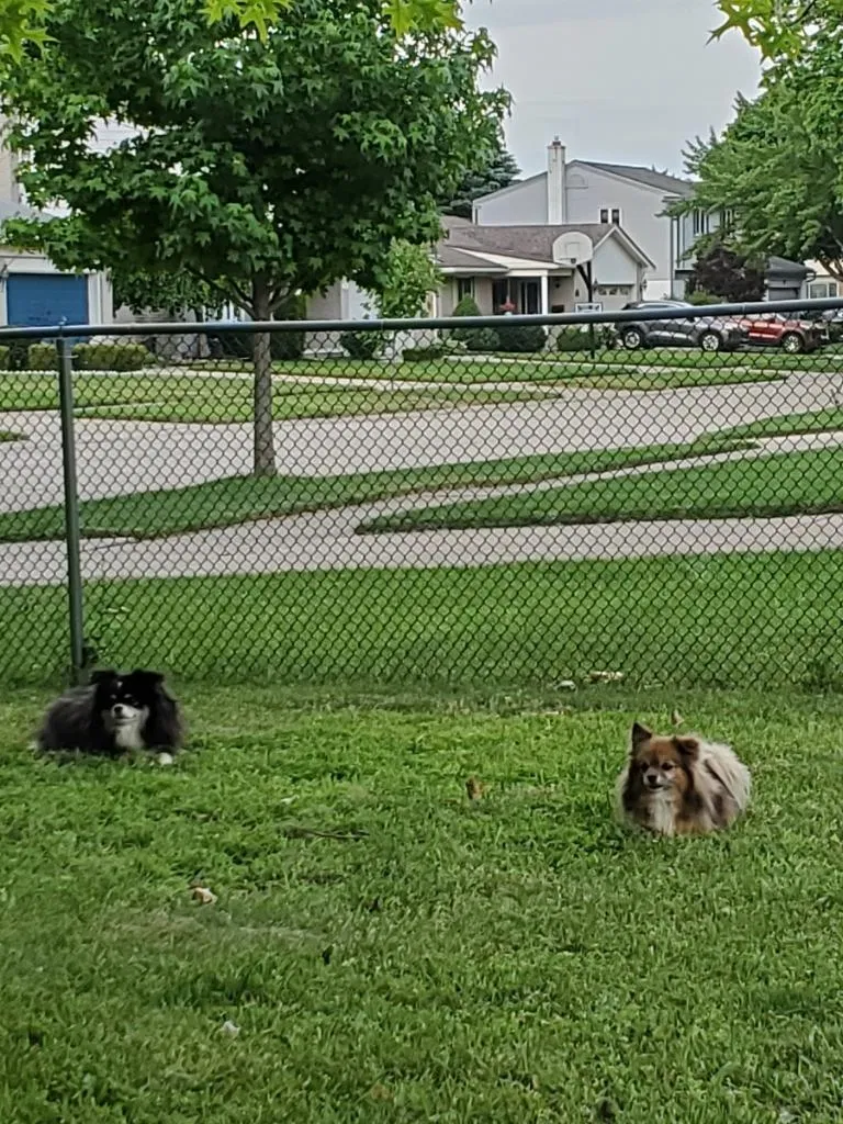 Lost dog in Livonia, MI, 48154