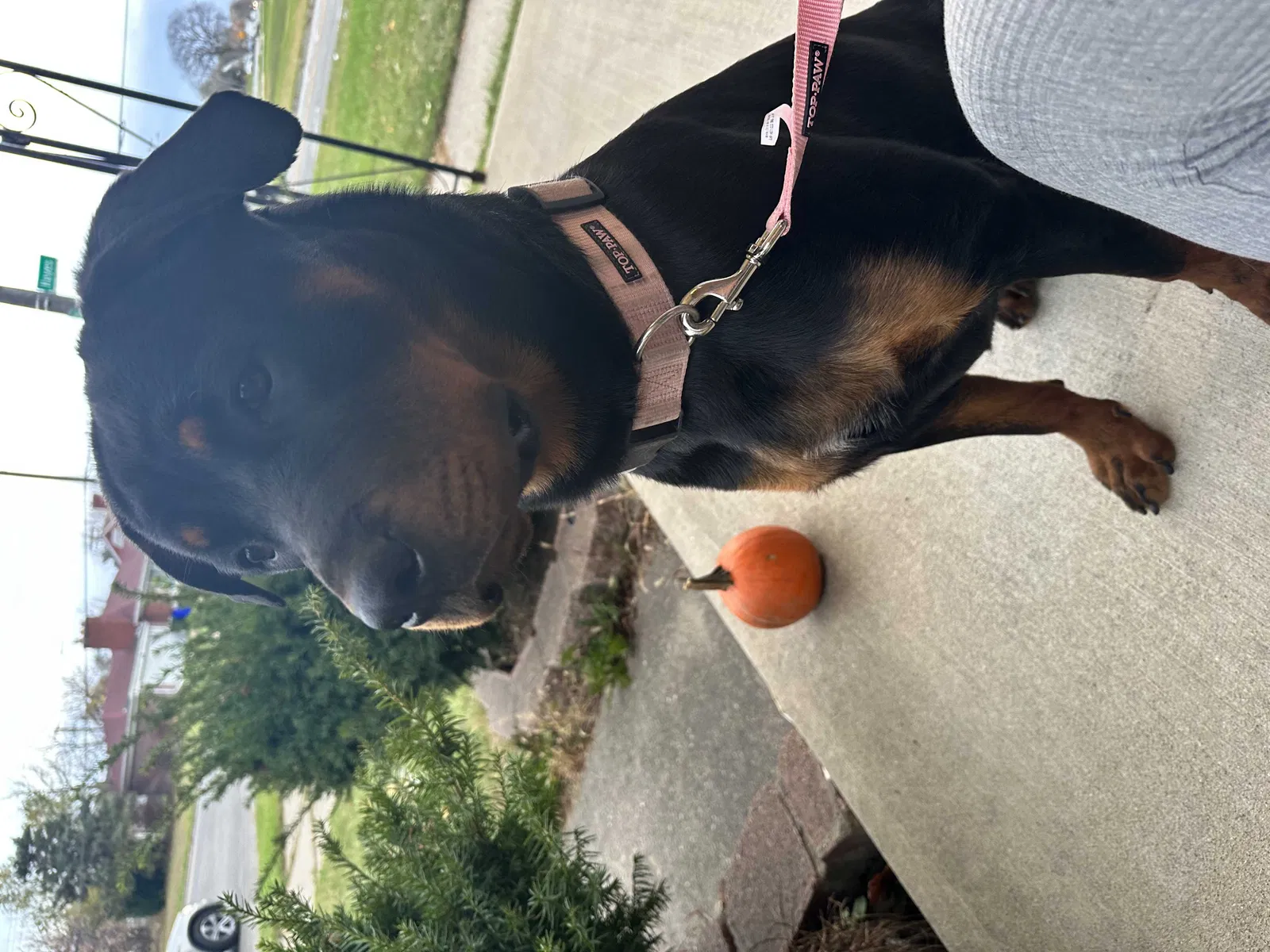 Lost dog in Detroit, MI, 48205