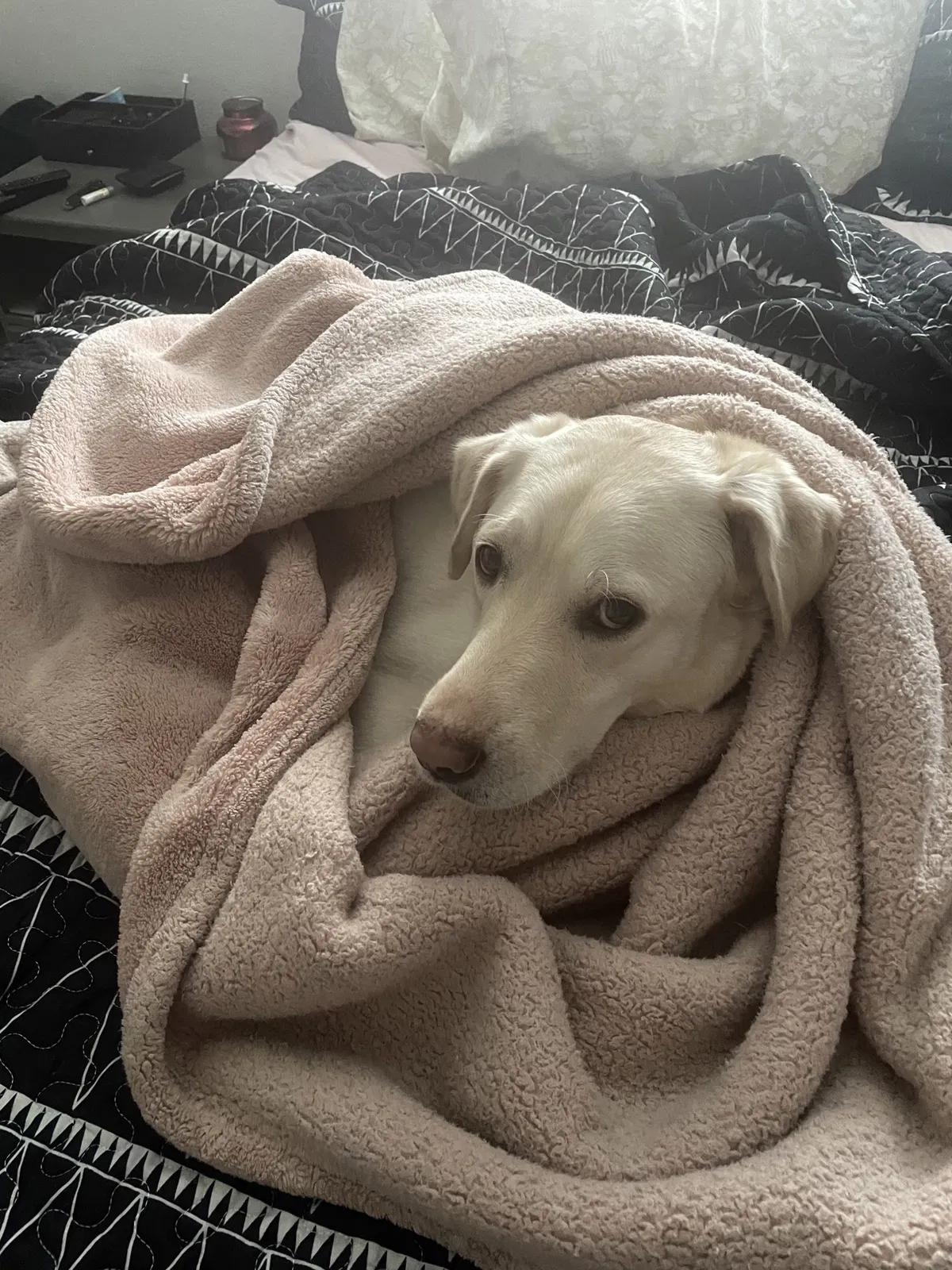 Lost dog in Grapevine, TX, 76051