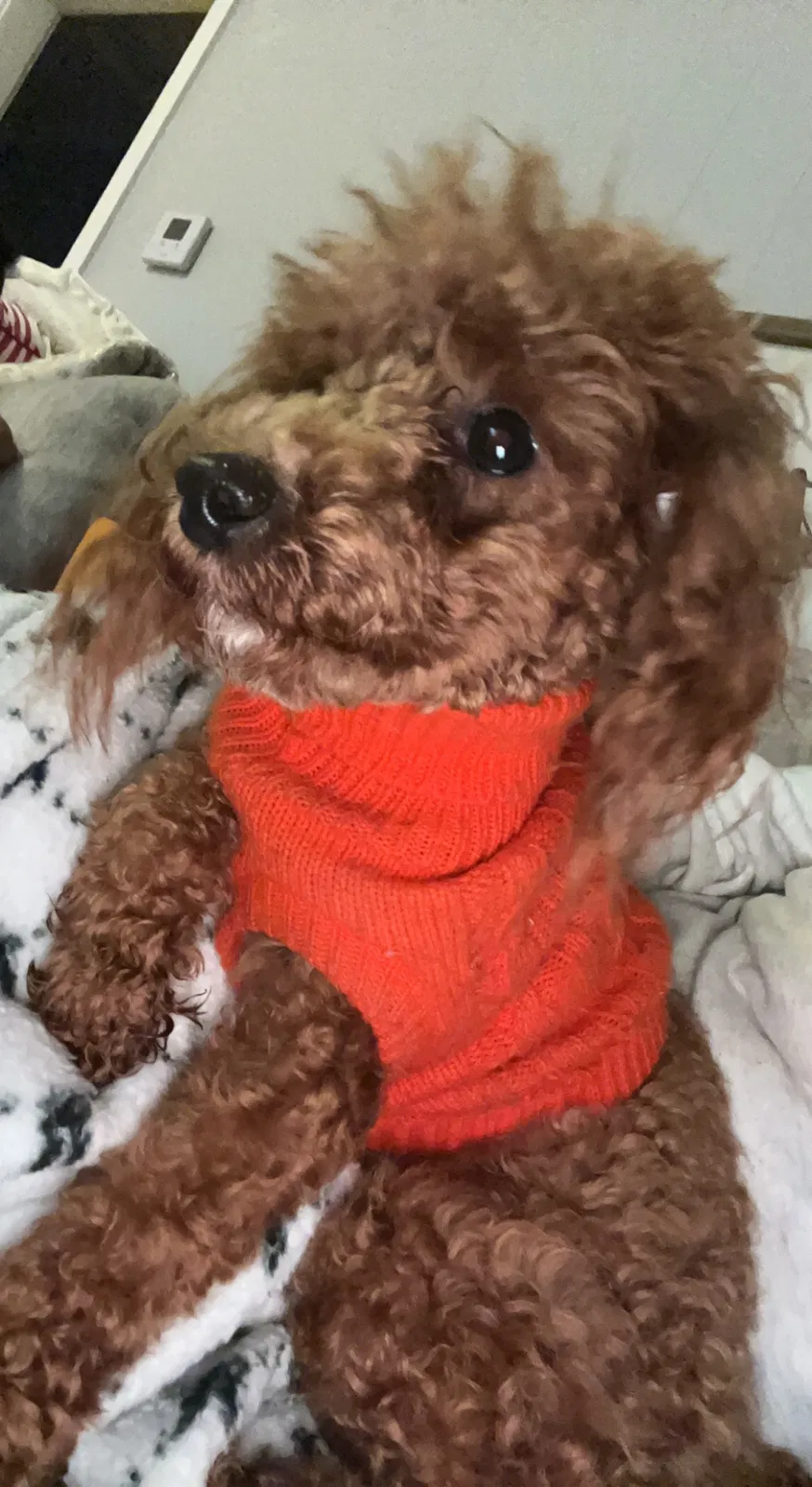 Lost dog in Memphis, TN, 38134
