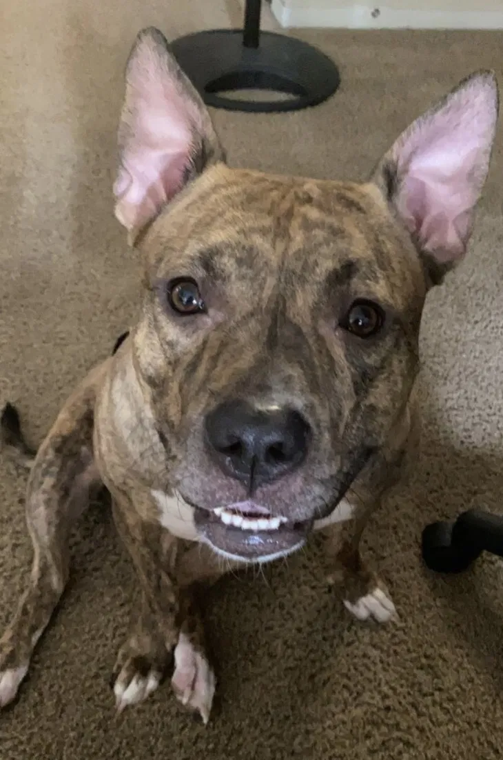 Lost dog in Clovis, CA, 93612