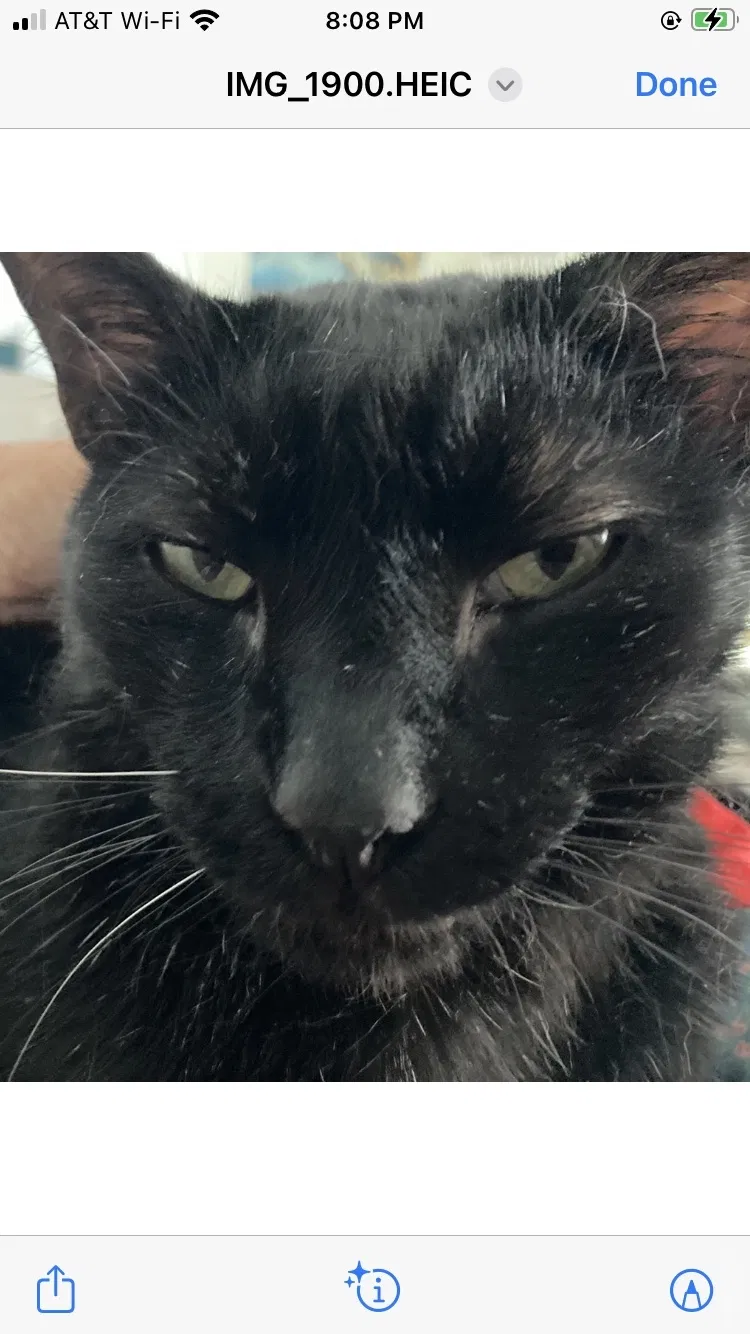 Lost cat in Fort Lauderdale, FL, 33305