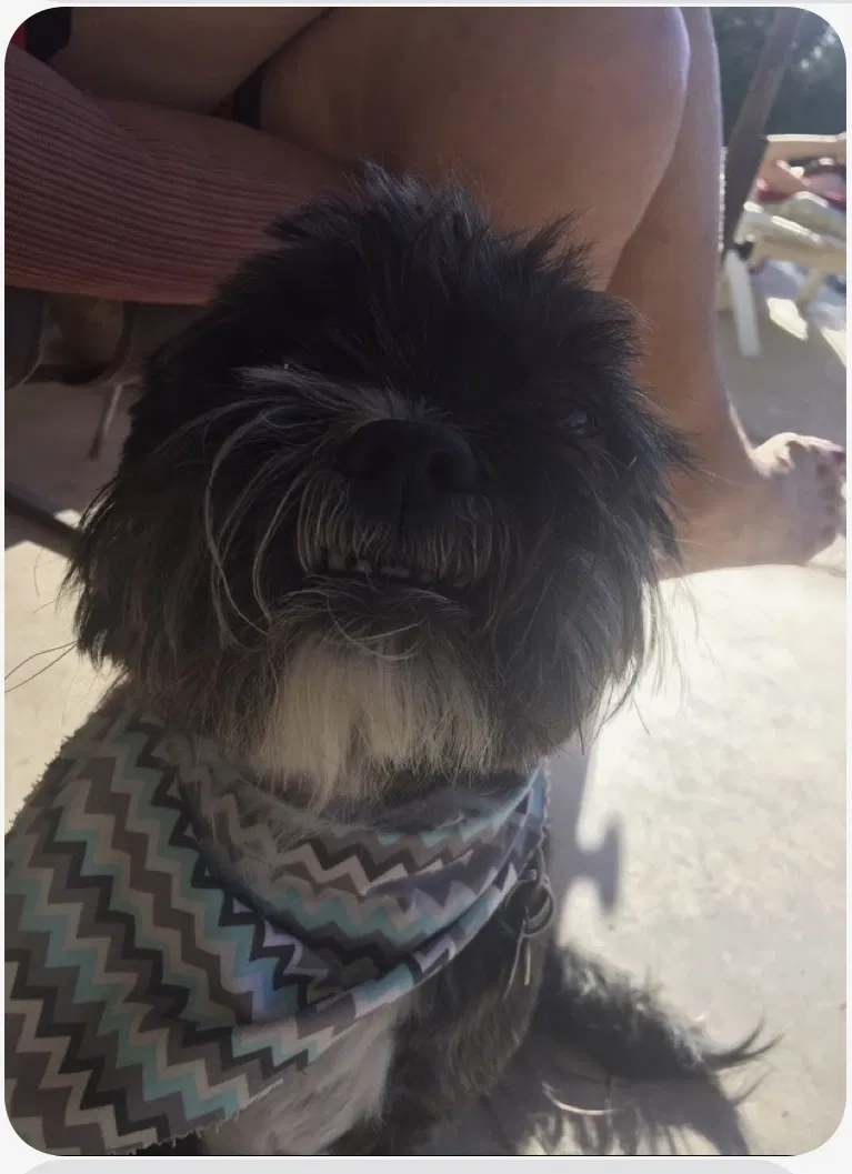 Lost dog in Chandler, AZ, 85225