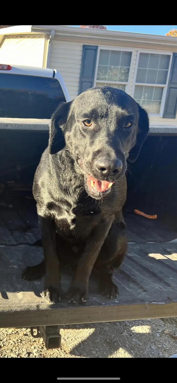 Lost dog in Decatur, TN, 37322