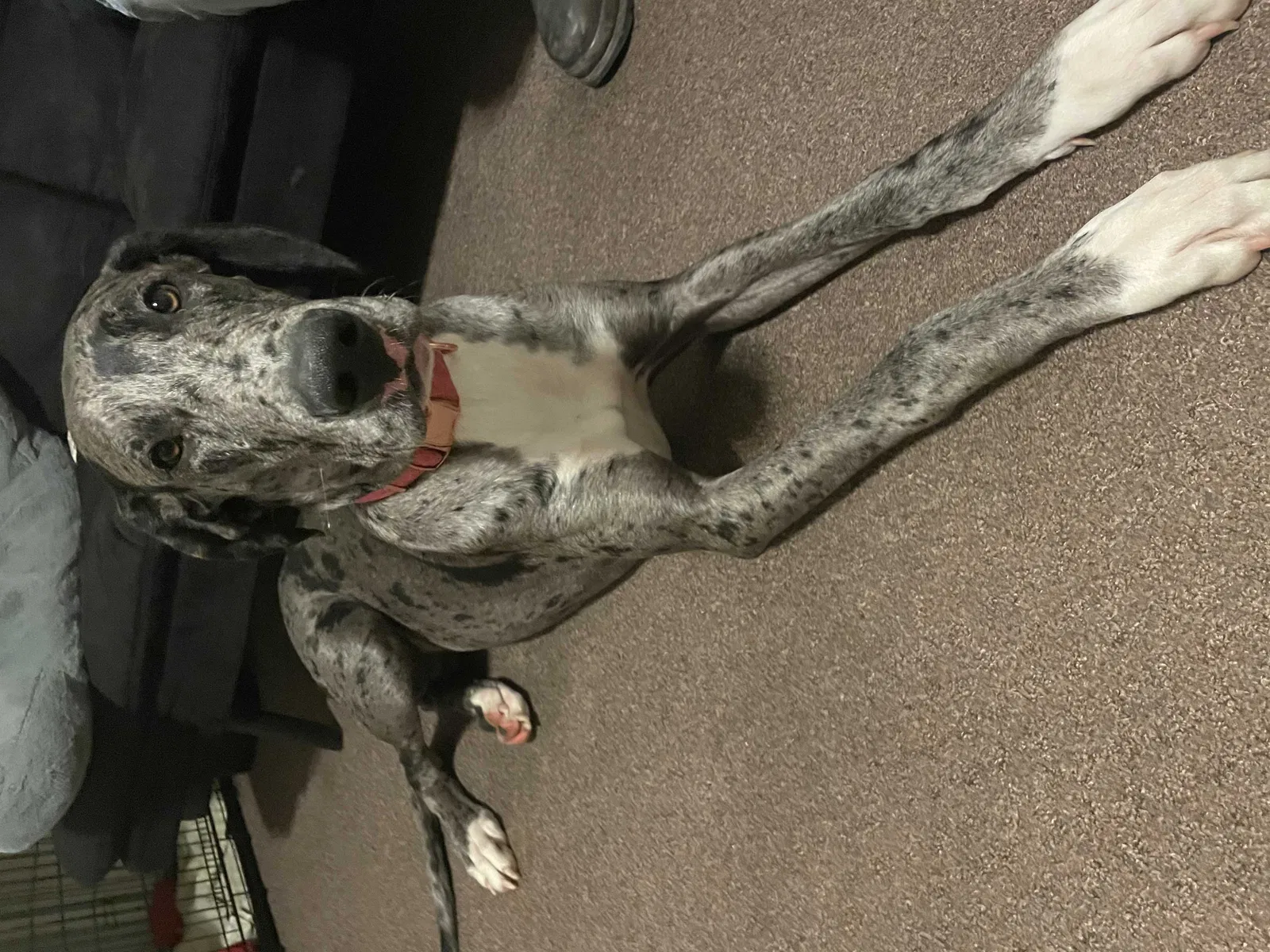 Lost dog in Pine Knot, KY, 42635