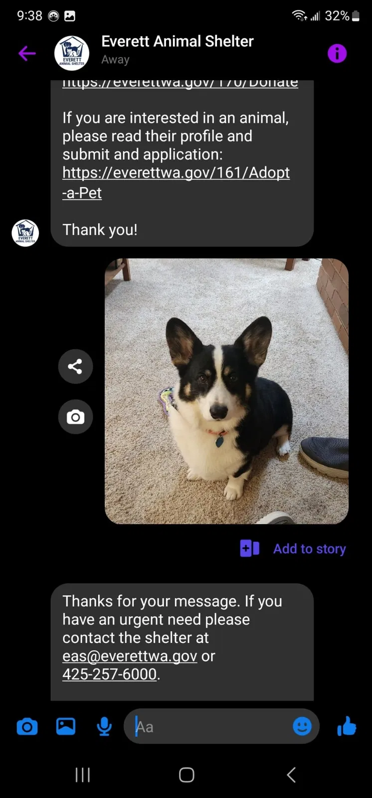 Lost dog in Everett, WA, 98203