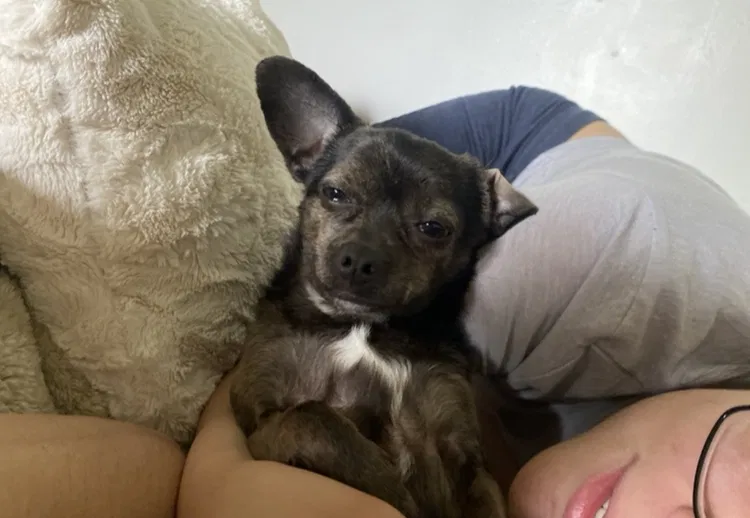 Lost dog in Denver, CO, 80229