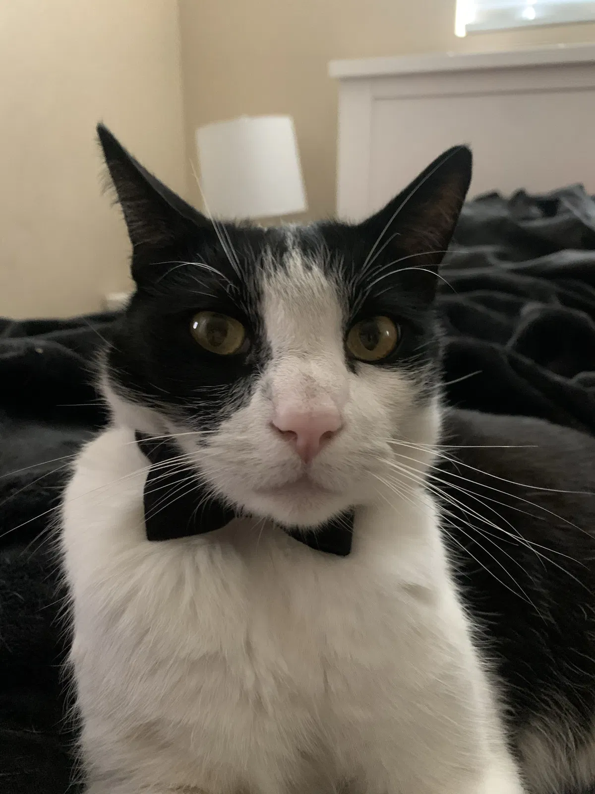 Lost cat in Rancho Cucamonga, CA, 91730