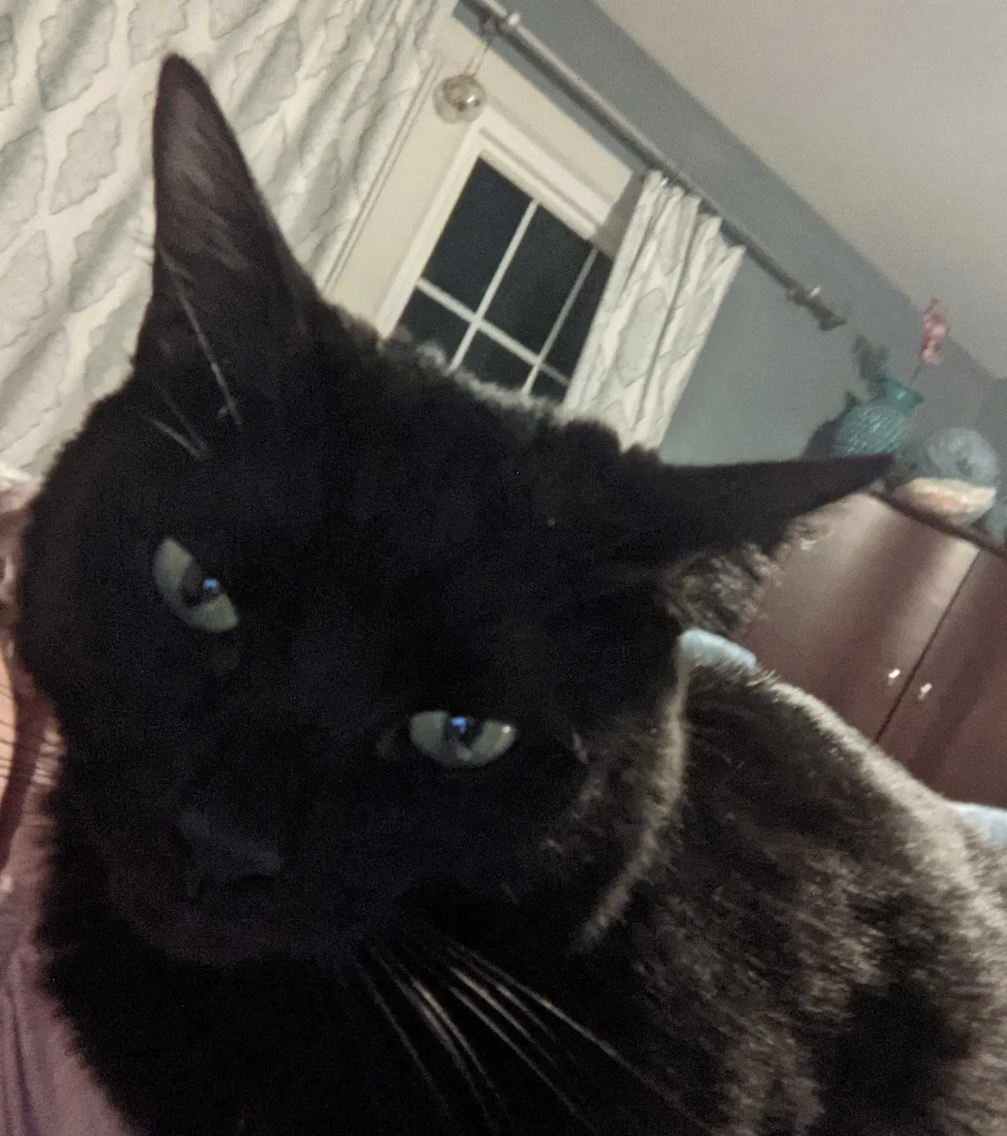 Lost cat in Alexandria, VA, 22315