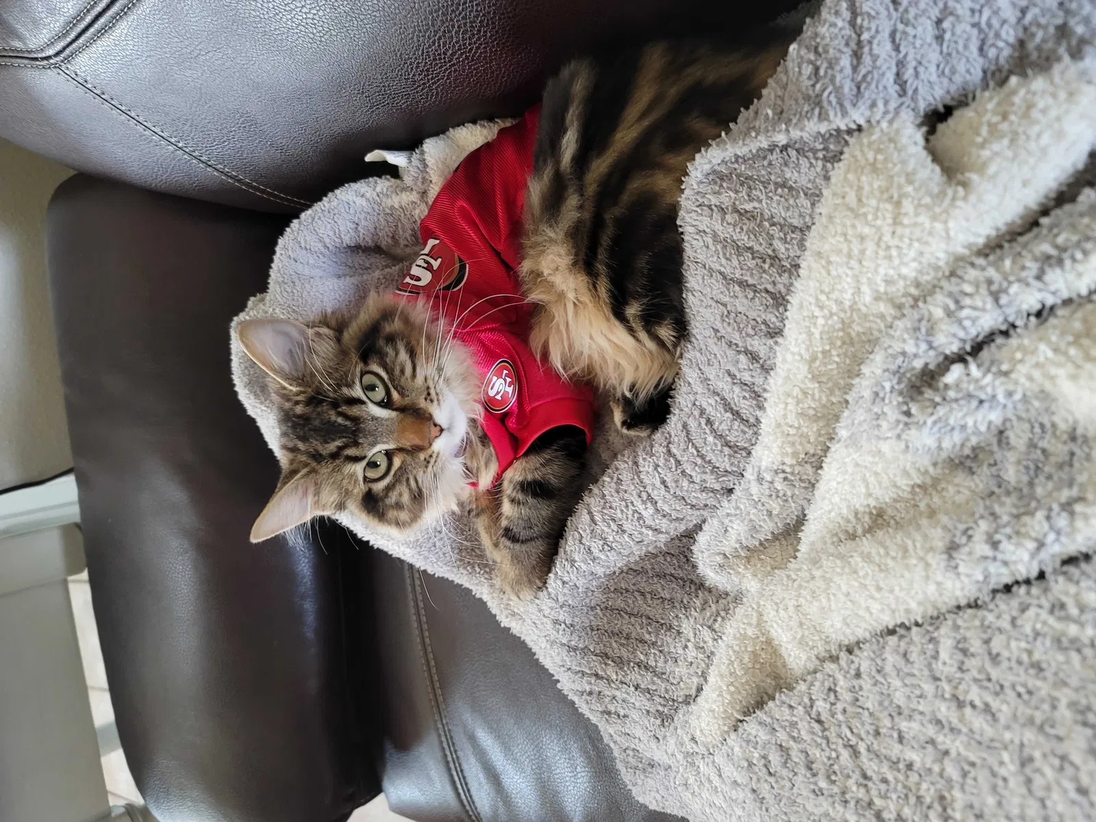 Lost cat in Coeur D Alene, ID, 83815