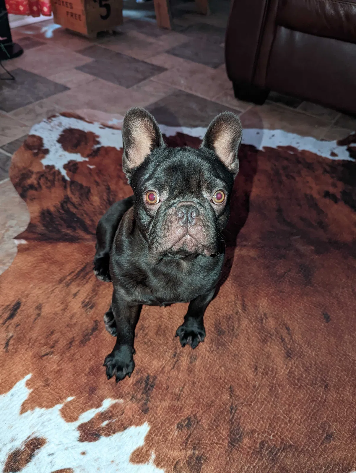 Lost dog in Baytown, TX, 77523