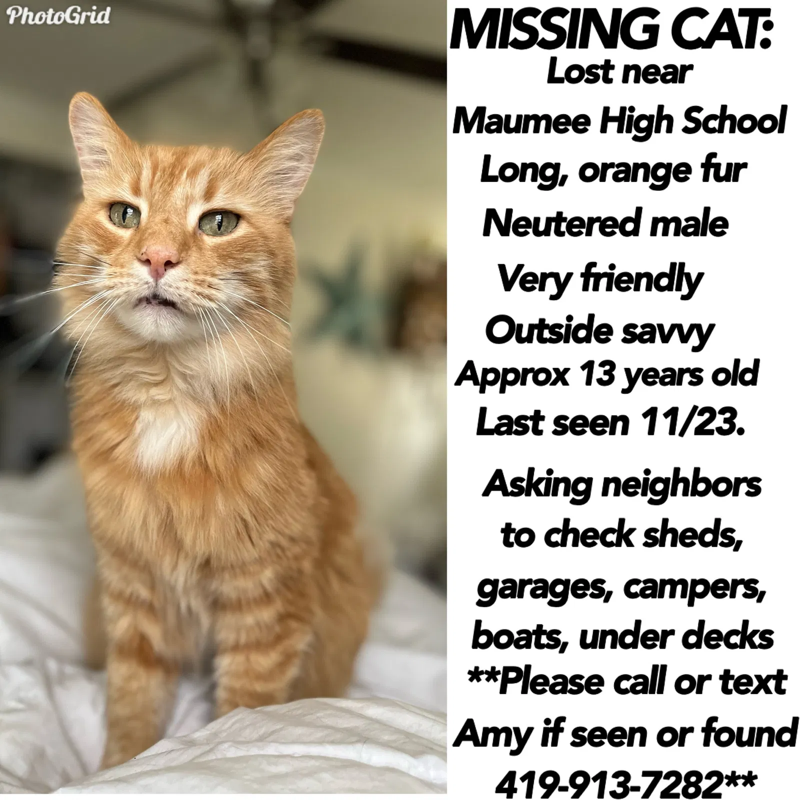Lost cat in Maumee, OH, 43537