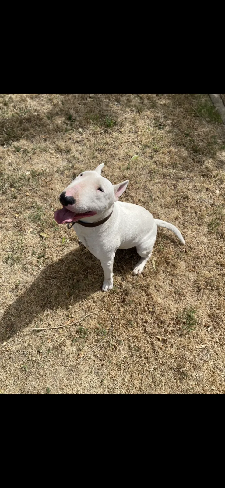 Lost dog in Sacramento, CA, 95828