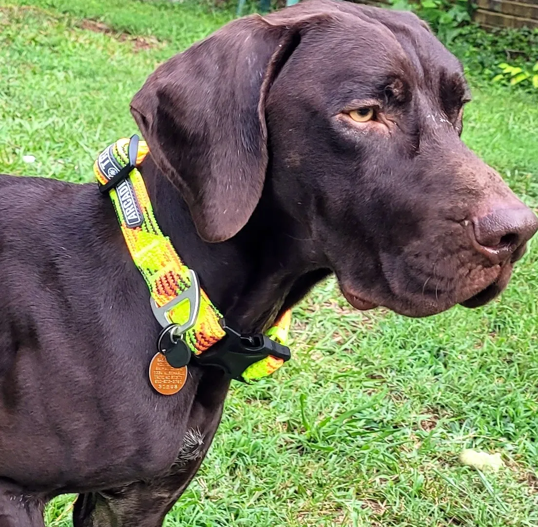 Lost dog in Mount Gilead, NC, 28306