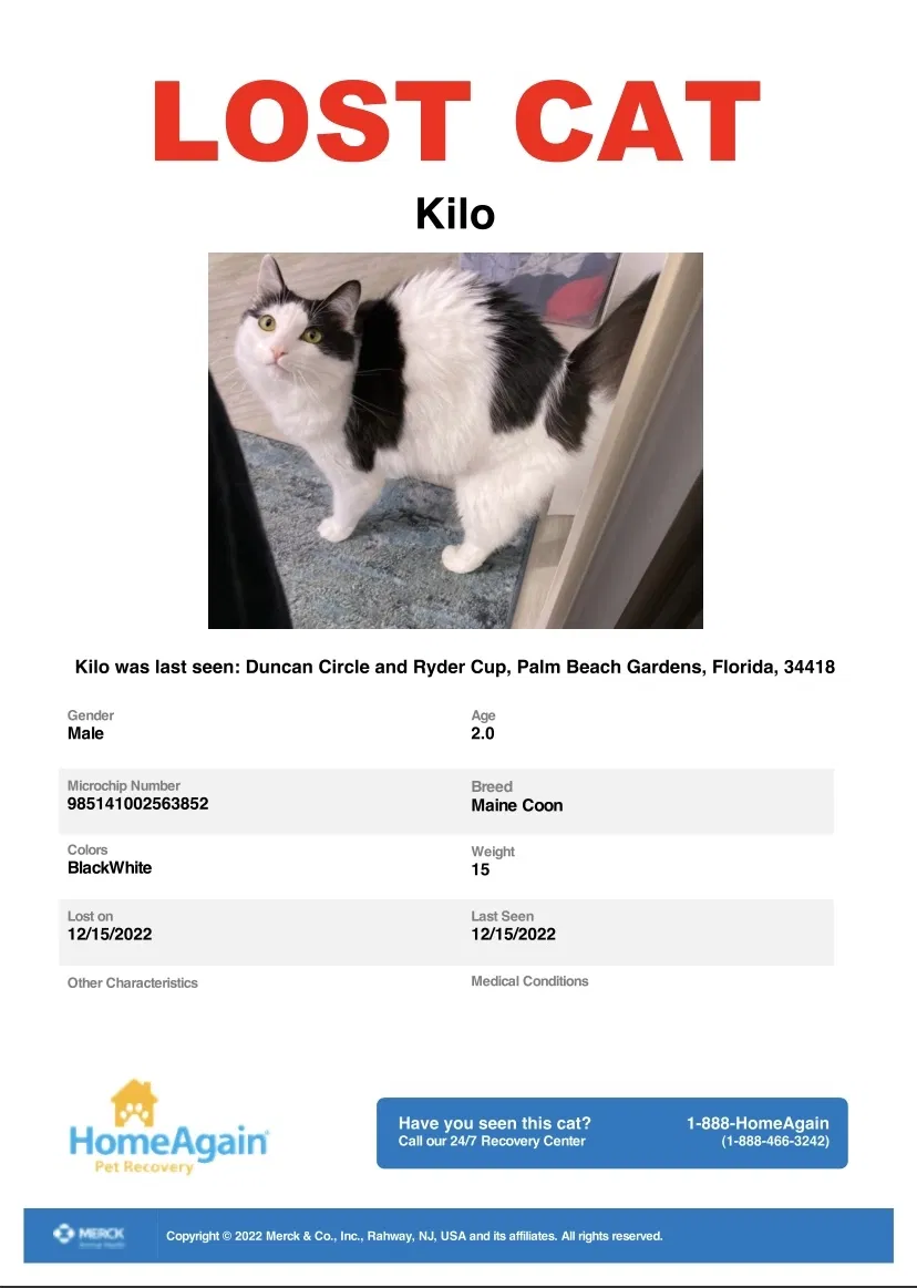 Lost cat in Palm Beach Gardens, FL, 33418