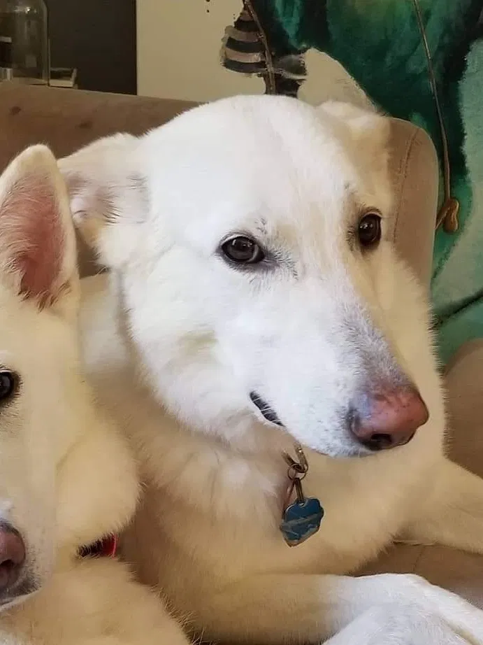 Lost dog in Stillwater, MN, 55082
