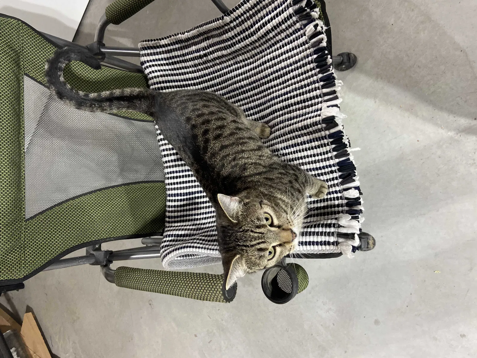 Lost cat in Payette, ID, 83661