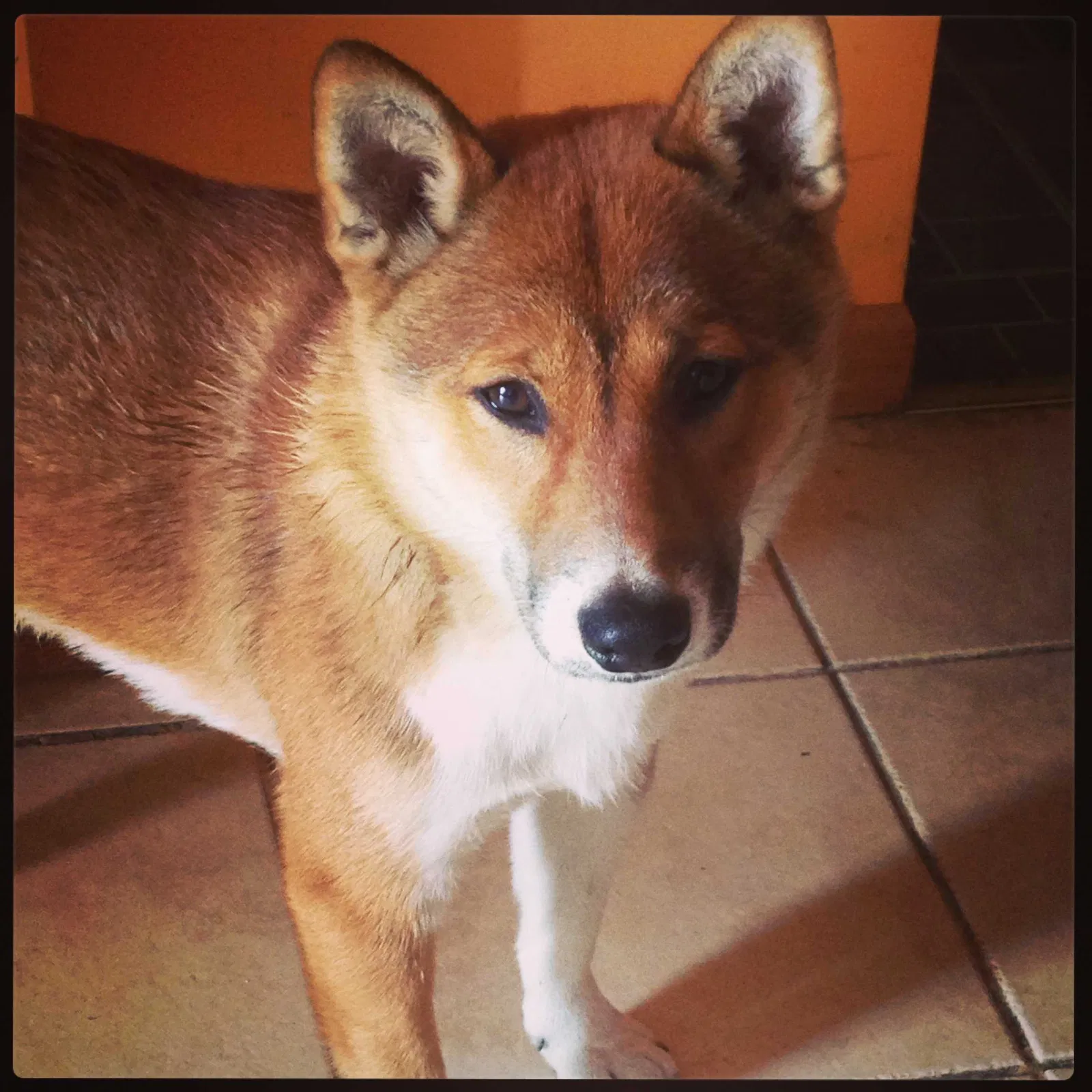 Lost dog in Chicago, IL, 60632