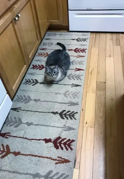 Lost cat in Cocoa Beach, FL, 32931