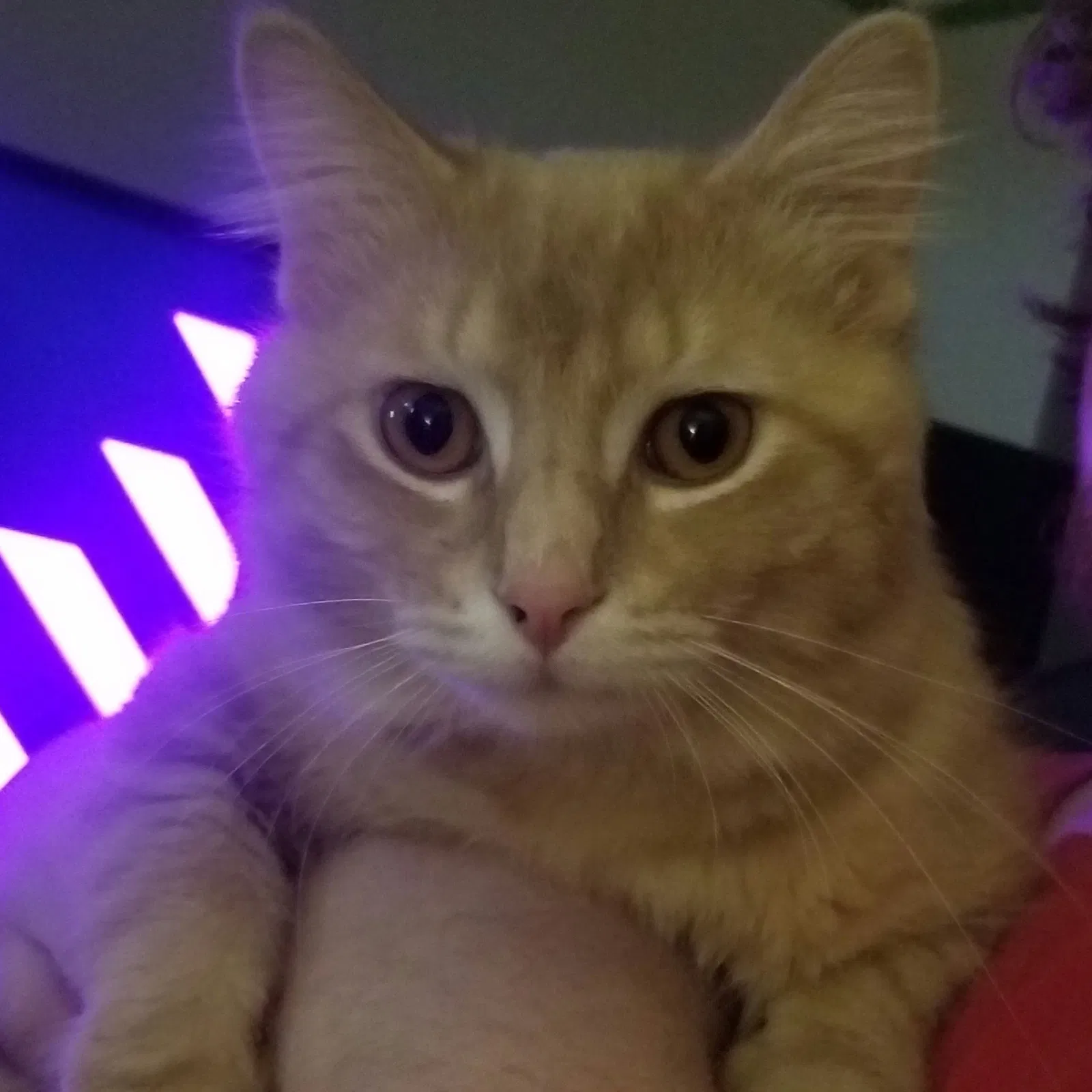 Lost cat in Flint, MI, 48507