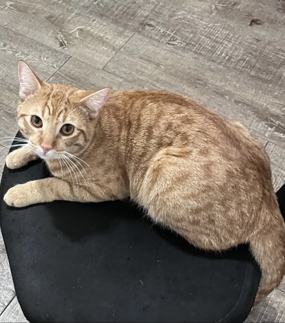 Lost cat in South Gate, CA, 90280