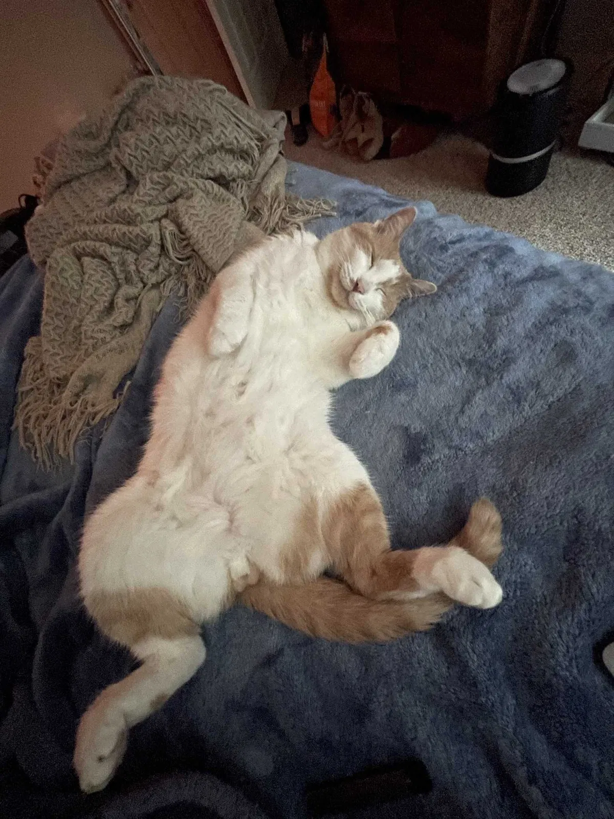 Lost cat in Houston, TX, 77002