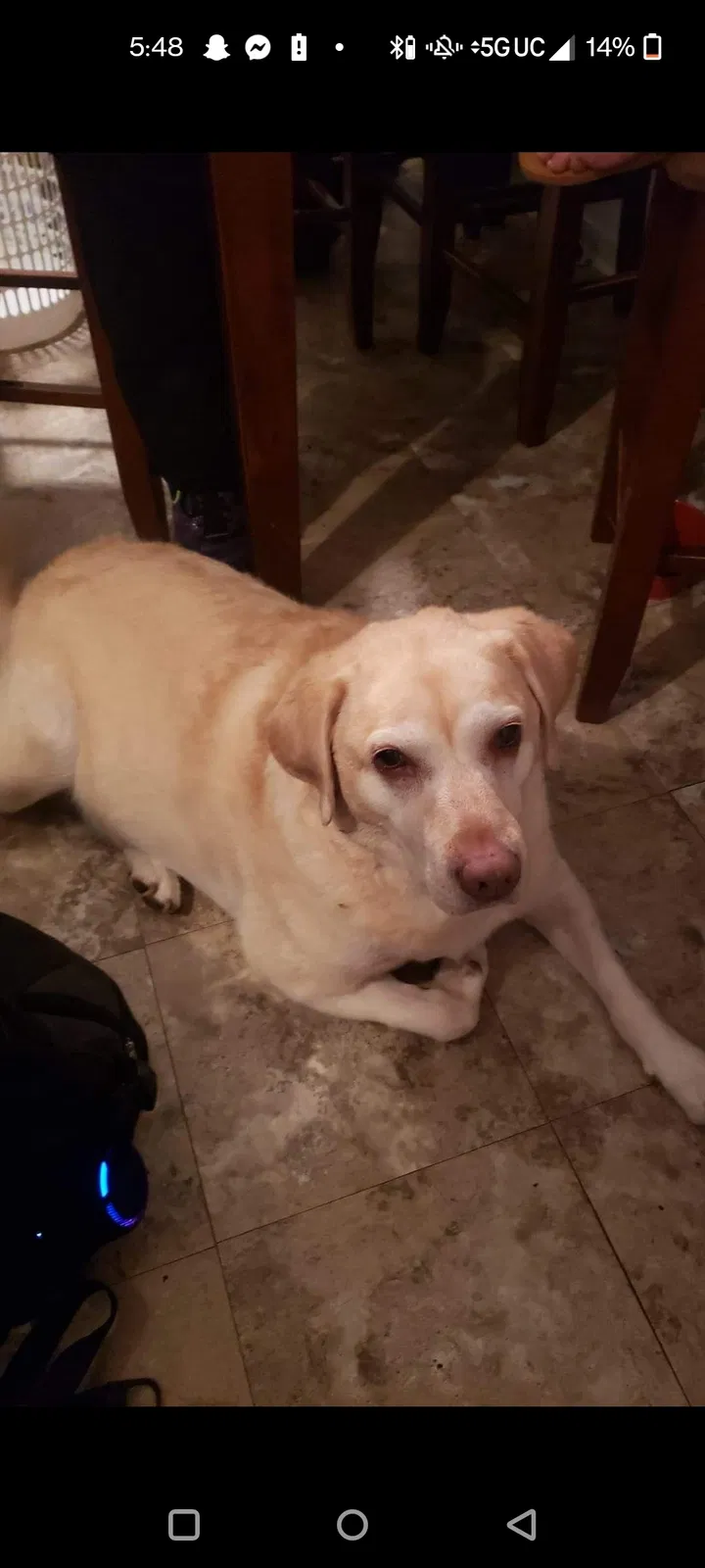 Lost dog in Tonawanda, NY, 14150