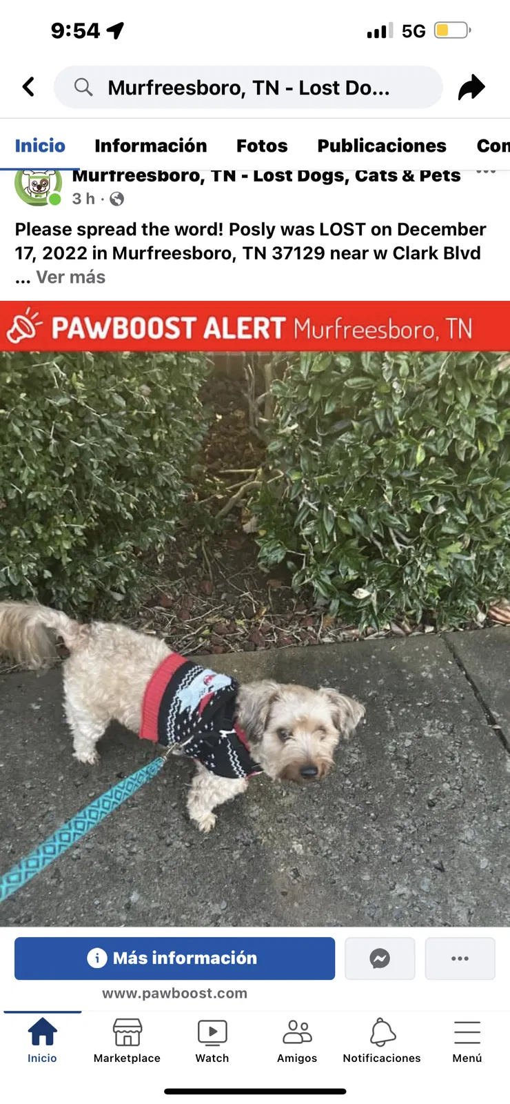 Lost dog in Murfreesboro, TN, 37129
