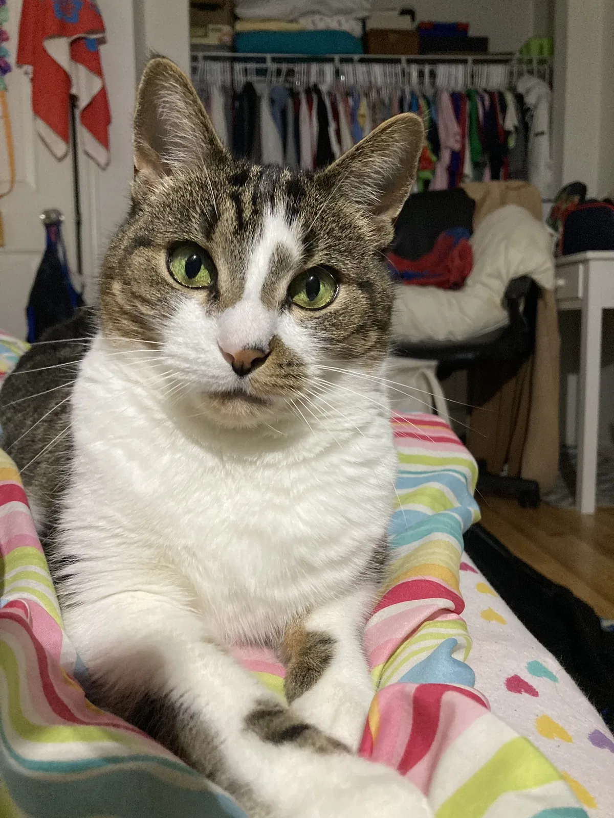 Lost cat in Rochester, NY, 14618