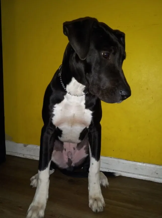 Lost dog in Memphis, TN, 38127
