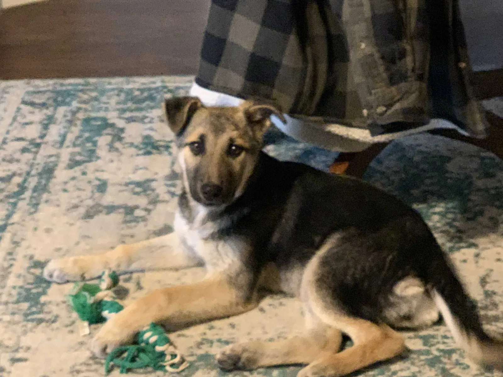 Found dog in Littlerock, CA, 93543