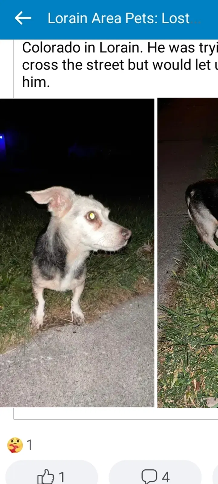 Lost dog in Lorain, OH, 44052