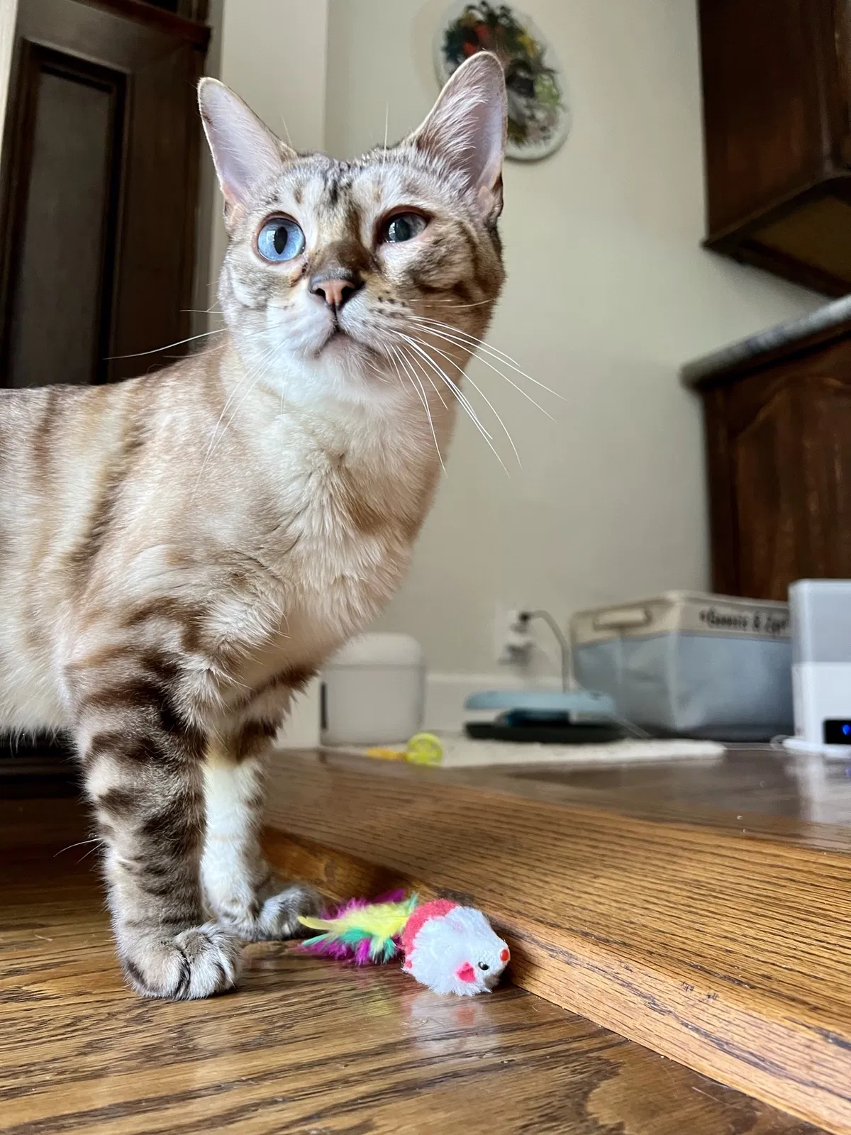 Lost cat in Beverly Hills, CA, 90211