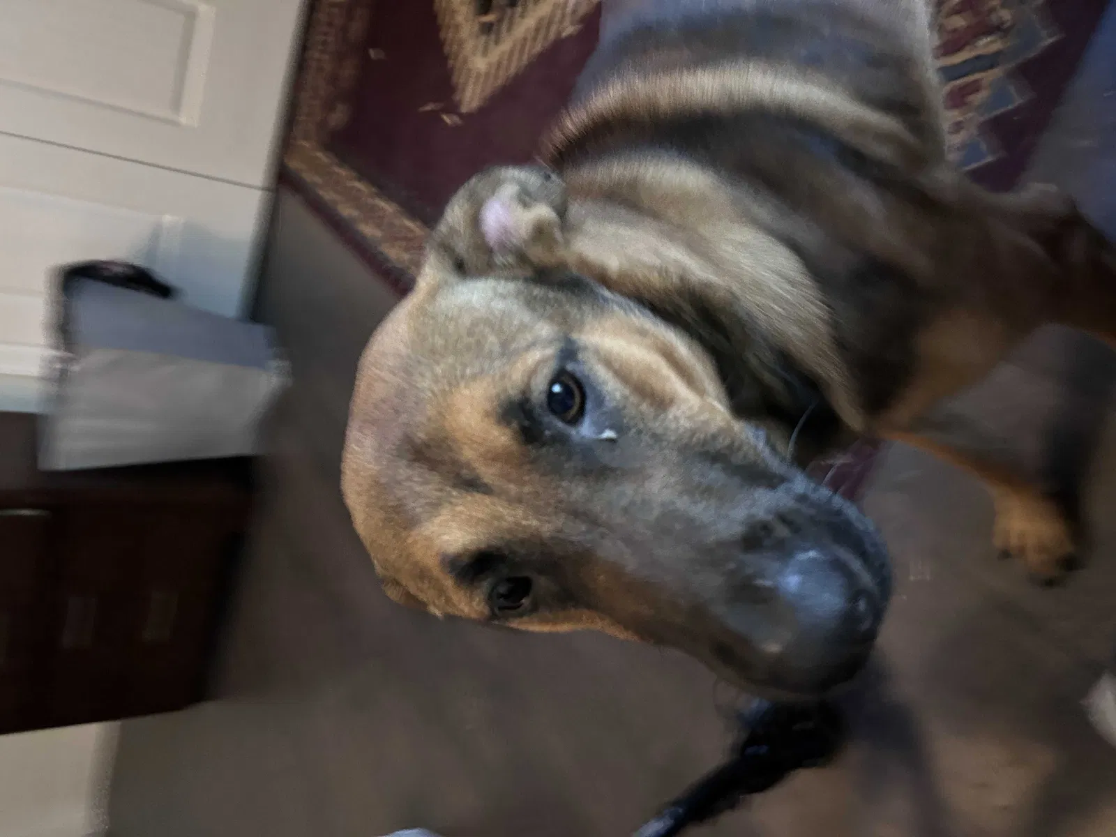 Found dog in Conroe, TX, 77306