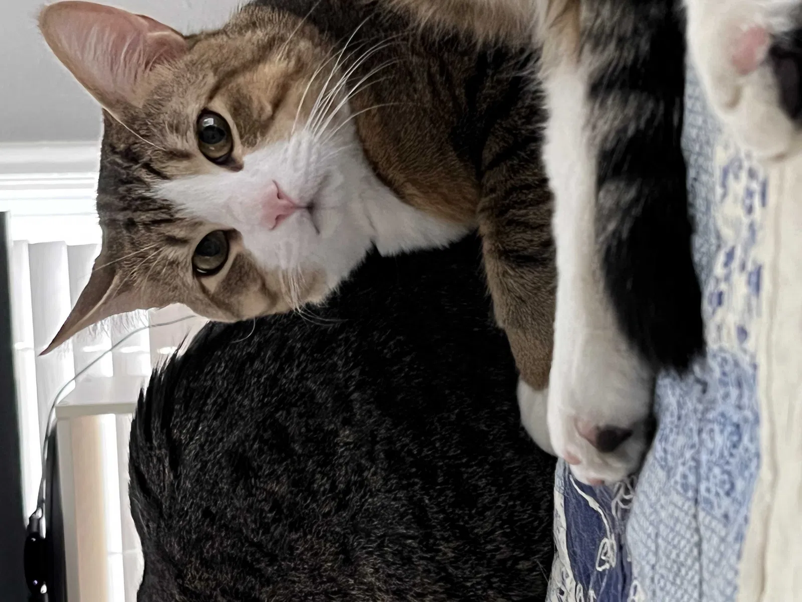 Lost cat in Saint Louis, MO, 63123