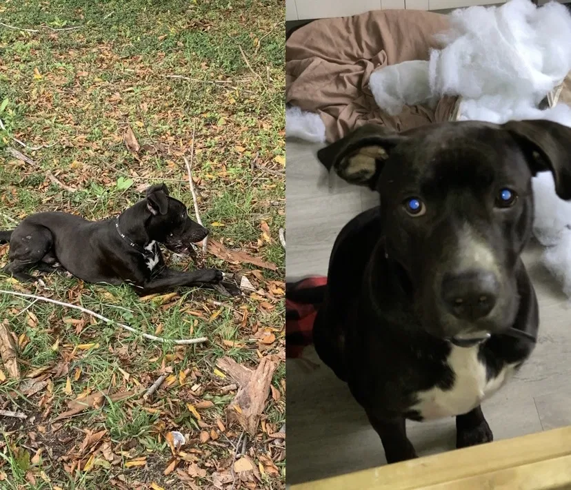 Lost dog in Norfolk, VA, 23504