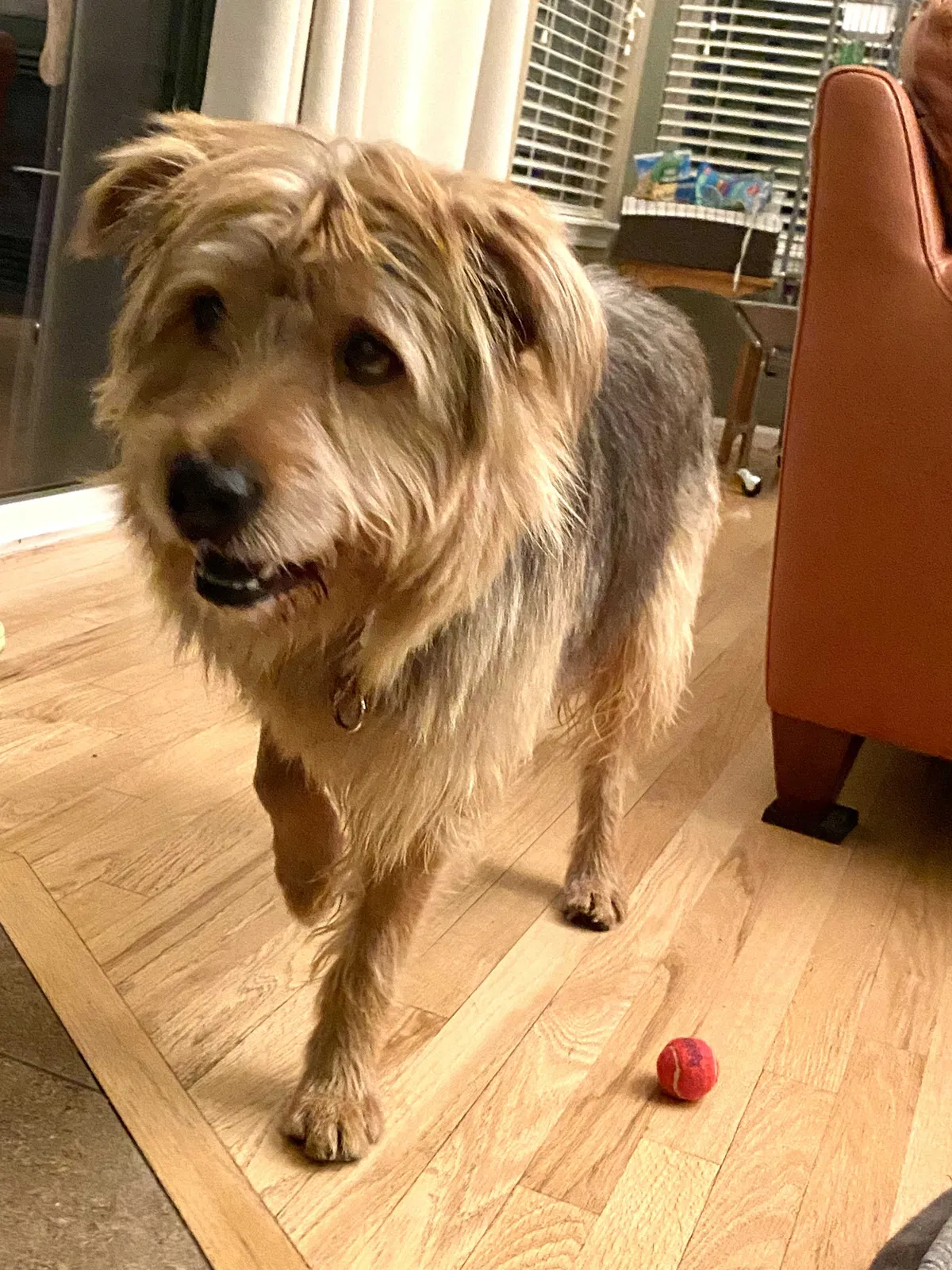 Lost dog in Arvada, CO, 80004