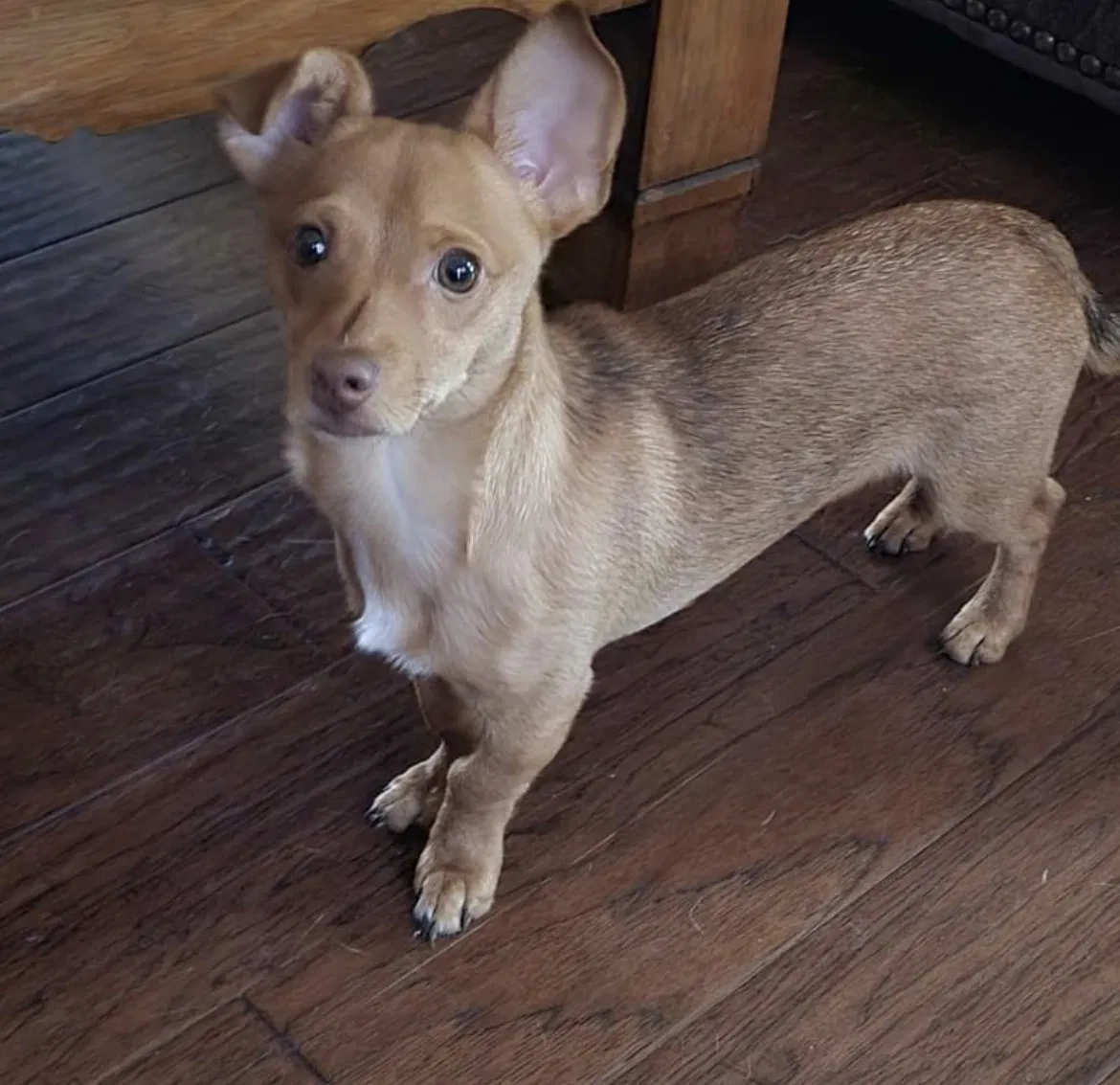 Lost dog in Paradise, TX, 76073