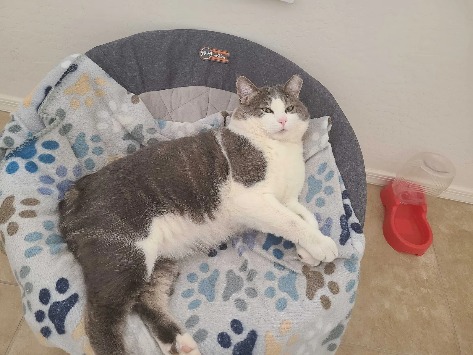 Lost cat in Casa Grande, AZ, 85122
