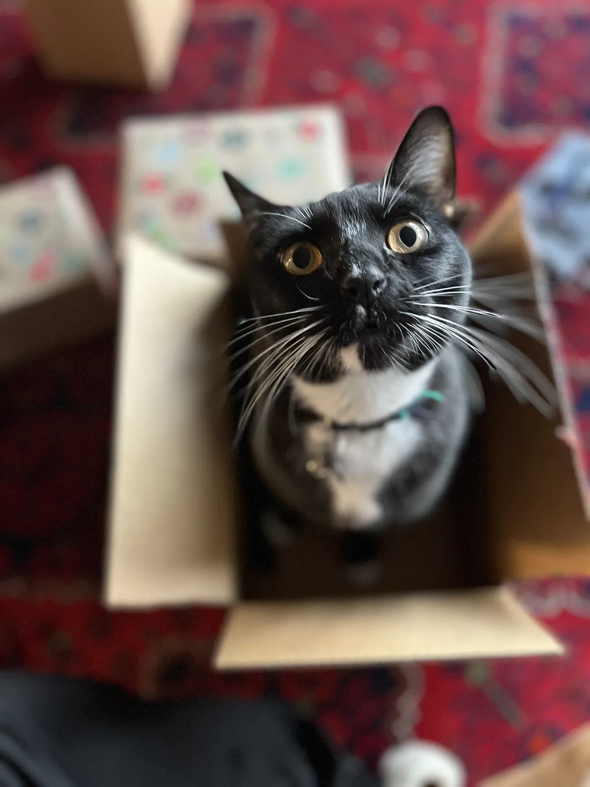 Lost cat in Oakland, CA, 94605